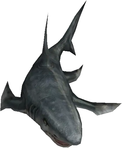 Great White Shark